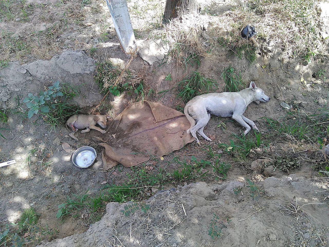 狗狗與飼主進行基本服從與正向訓練互動的示意