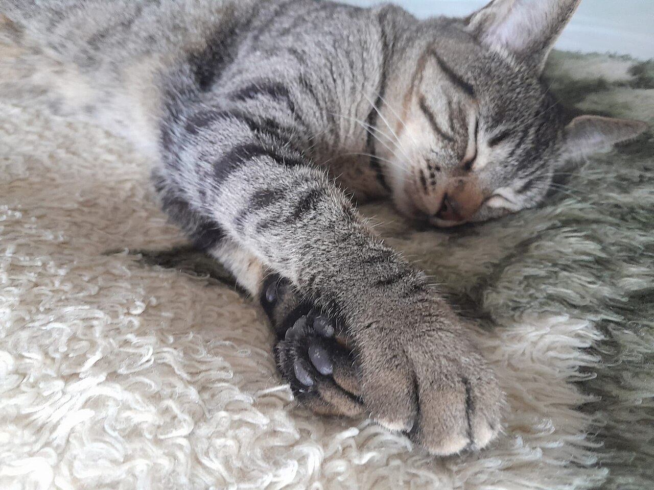 熟齡貓咪安睡休息，象徵高齡貓照護與生活品質