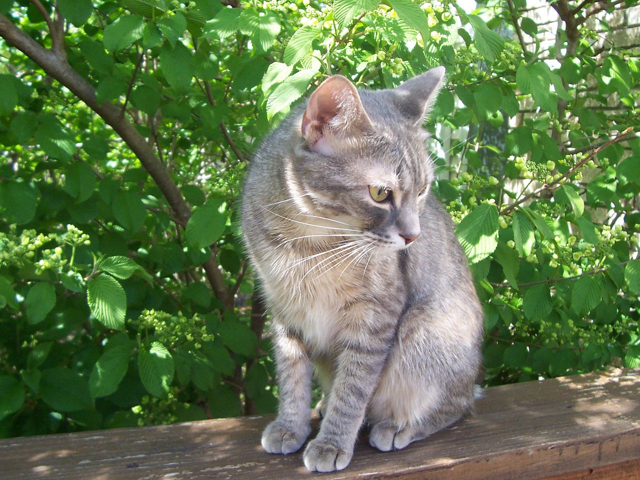 貓咪在樹前安坐,象徵老貓腎臟健康與日常觀察的照護主題