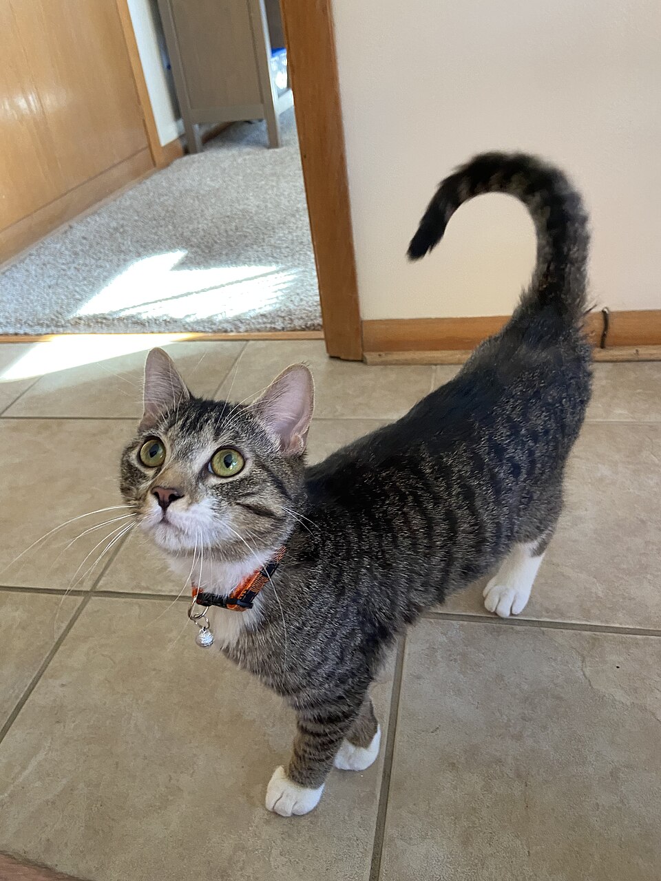 高齡犬關節管理圖