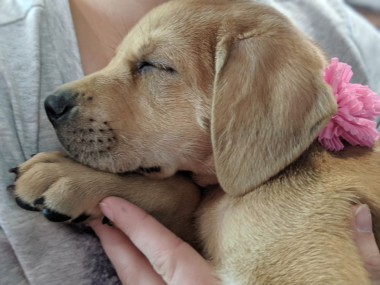 熟睡幼犬特寫，呼應幼犬長牙期與居家引導照護主題