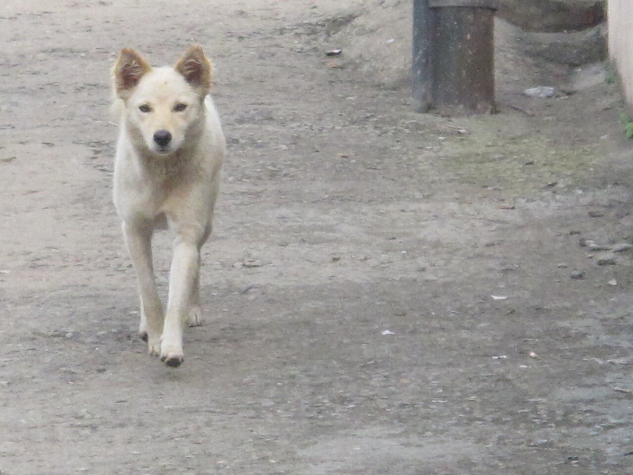 戶外活動中的犬隻,呼應牽繩散步與行為調整訓練主題